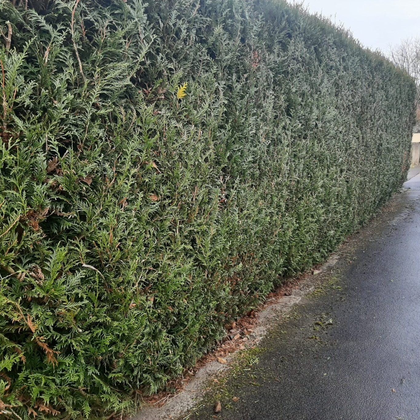 Haie taillée dense et verdoyante le long d'un chemin.